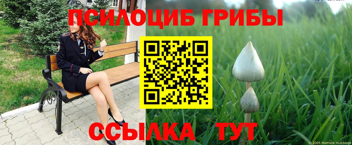 Галлюциногенные грибы Psilocybe Владивосток